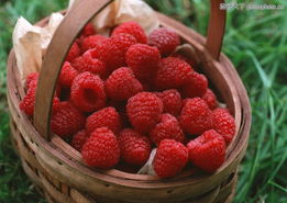 收獲季節(jié)0033