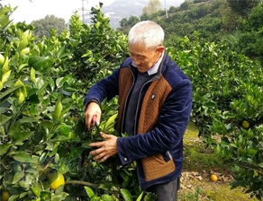 老驥伏櫪奔富路 興山縣昭君鎮(zhèn)李明春的奮斗人生